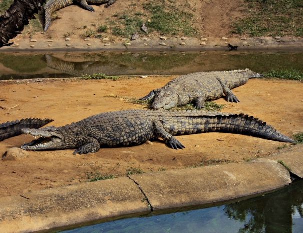 South-Coast-Croc-world-1