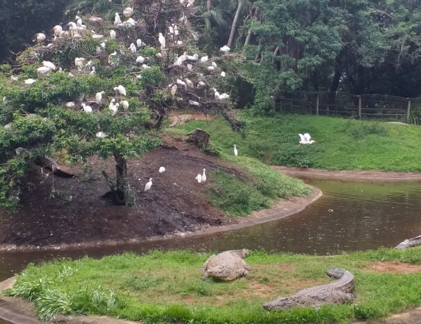 Croc Pool & birds nesting 2