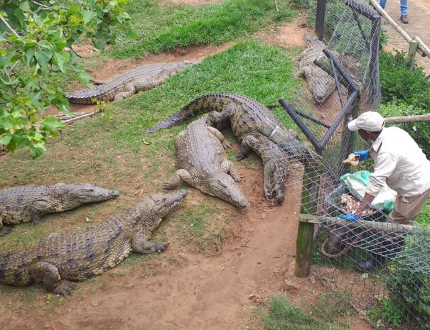 Croc feeding time
