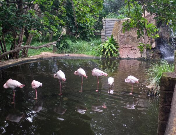 Flamingo wetland