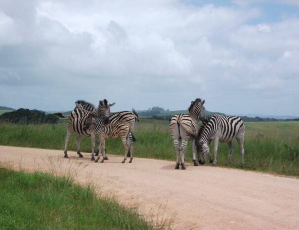 group-of-zebra